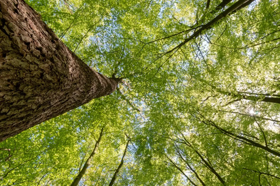 Low angle shot of the trees in a forest on a sunny day